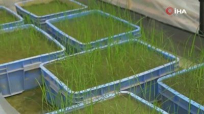 Ay'dan Çin’e getirilen çeltik tohumları filizlendi