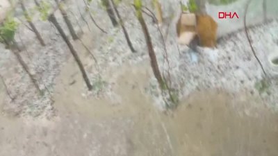 Elazığ'da dolu yağışı ağaçlara ve ekinlere zarar verdi