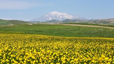Sakin Şehir Ahlat, düğün çiçekleriyle renklendi