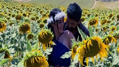 Çukurova'da sarıya boyanan ayçiçeği tarlaları doğal fotoğraf stüdyosu haline geldi