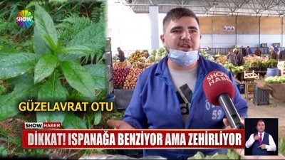 Ispanağa benzeyen zehirli güzel avrat otu nasıl fark edilir