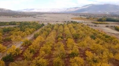 Malatya'daki kayısı ağaçları sonbaharda görsel şölen sunuyor