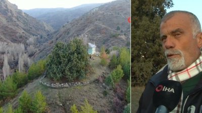 Sivas’ta bulunan bin yıllık ardıç ağacı