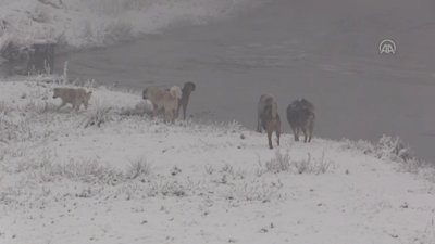 Ağrı'da soğuk hava ve sis etkili oluyor