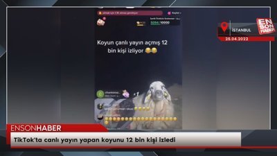 TikTok'ta canlı yayın yapan koyunu 12 bin kişi izledi