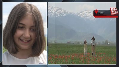 Muş Ovası'nı kırmızıya bürüyen lalelerden görüntüler