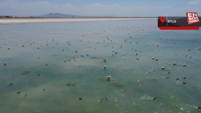 Arin Gölü'nde konaklayan flamingolar, fotoğrafçıların odağı oldu