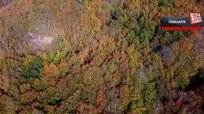 Osmaniye'nin Dumanlı Yaylası'nda eşsiz sonbahar manzarası