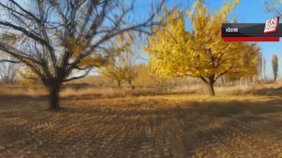 Iğdır'daki kayısı bahçelerinde sonbahar renkleri dron ile görüntülendi
