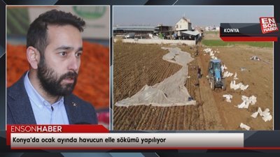 Konya'da ocak ayında havucun elle sökümü yapılıyor