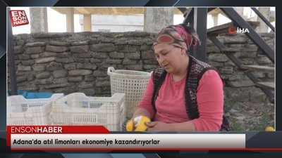 Adana'da atıl limonları ekonomiye kazandırıyorlar