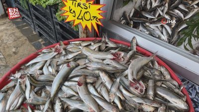 Düzce'de hamsinin yerini tirsi aldı