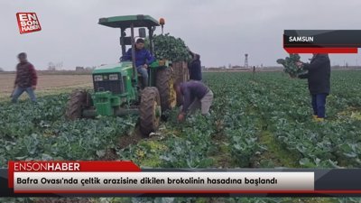 Bafra Ovası'nda çeltik arazisine dikilen brokolinin hasadına başlandı