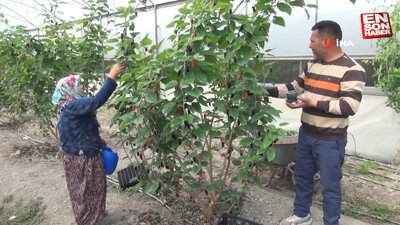 Silifke'de yetişen karadutlar Dubai'ye kilosu 50 liradan gönderiliyor