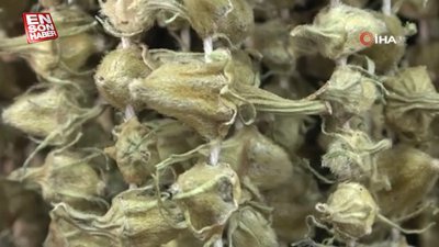 Sivas'ta kansere bile deva kuru bamyanın fiyatı altınla yarışıyor