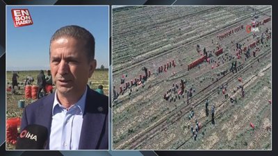 Adana’da turfanda soğan hasadı başladı