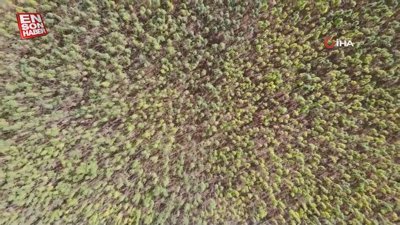 Türkiye'de kenevir ekili alan 6 bin 500 dekara çıkacak