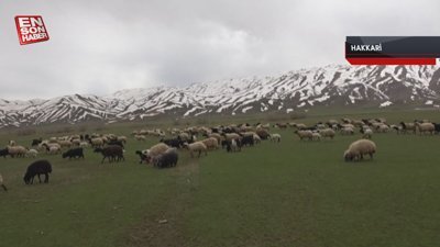 Hakkari'de yeşeren meralar koyun sürüleriyle şenlendi