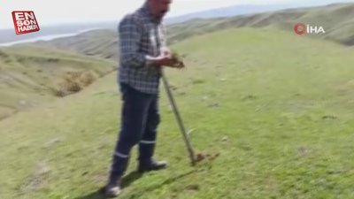 Batman'da kenger bitkisi vatandaşlar tarafından toplanmaya başlandı