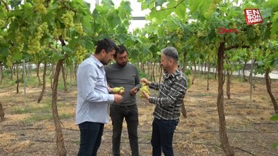 Mersin'de turfanda üzüm hasadı başladı