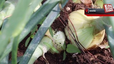 Turfanda soğan hasadı başladı