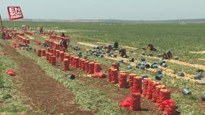 Adana ve Hatay'da soğan hasadı devam ediyor