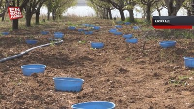 Kırıkkale'de verimi düşüren böceklere 'mavi leğen' önlemi