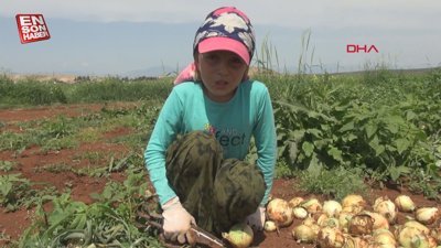 Hatay'da bayram tatilinde aileleriyle birlikte tarlada çalışıyorlar