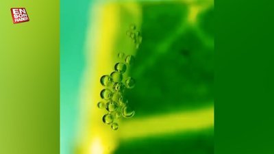 Mikroskop altında incelenen mango yaprağının oksijen üretimi