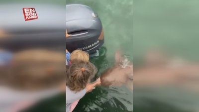 Çocuğuyla köpek balığı besleyen kadın