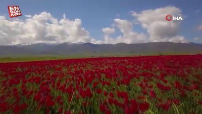 Muş Ovası’nı kırmızıya bürüyen lalelerden kartpostallık görüntüler