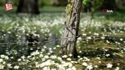 Kuş Cenneti'nde su papatyası güzelliği