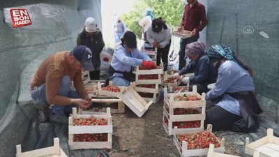 Hataylı çiftçiler çileğin hasadına başladı