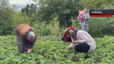 Karadeniz Ereğli'de Osmanlı çileği tezgahlardaki yerini almaya başladı