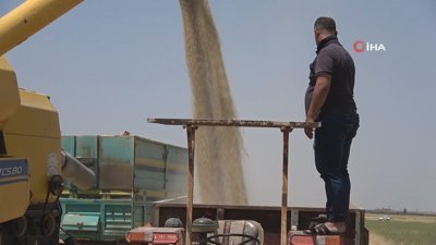 Suriye sınırında hububat sevinci