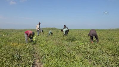 Adana'da havaların ısınmasıyla artan karpuz hasadı sürüyor