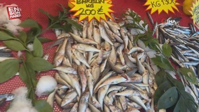 Düzce'de balığa rağbet devam ediyor