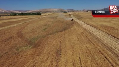 Diyarbakır'da lise öğrencileri, 706 dönüm araziye ektikleri buğdayı hasat ediyor