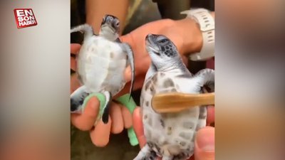 Sevimli kaplumbağalar için bakım zamanı