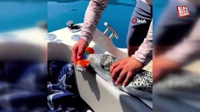 Antalya’da yakalanan zehirli balon balığı tenekeyi yedi