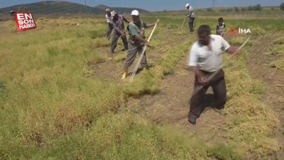 Yozgat'ta tırpan işçilerinin aylık ücreti 30 bin lirayı geçiyor