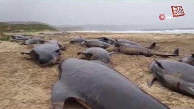 İskoçya’da karaya vuran 55 balina öldü