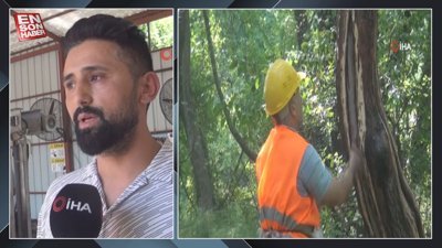 Köyceğiz’de sığla yağı üretimi 6 yılın ardından tekrar başladı