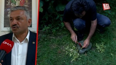 Türkiye'nin tahmini fındık rekoltesi açıklandı! 717 bin 931 ton