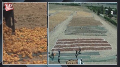 Malatya'da mevsimlik işçilerin kayısı mesaisi başladı