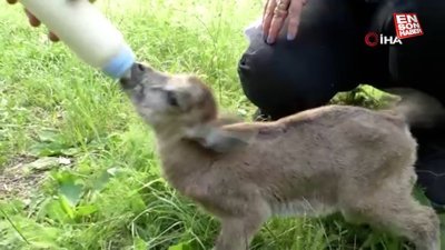 Kars’ta yavru yaban keçisi biberonla besleniyor