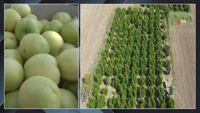 Bayramiç beyazı üreticisini sevindirdi