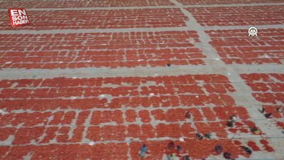 Ege Bölgesi'nde aşırı sıcaklar domates mesaisini erkene aldı