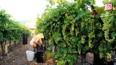 Manisa'da erken hasat üzümde ilk ihracat tırı törenle Rusya'ya uğurlandı