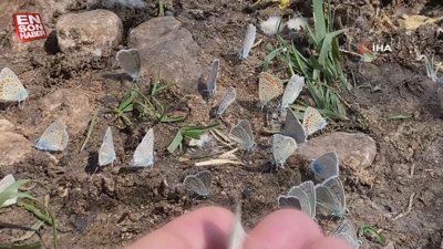 Mersin'de bahar havası yaşanan yaylada yüzlerce kelebek görsel şölen sundu